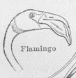 FlamingokopfAusKoerperteileDerVoegel1.png
