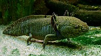 Axolotl ganz.jpg