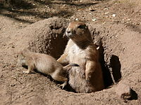 Präriehund P1010308.JPG