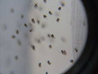 Through the looking glass (4318065374).jpg