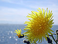 Dandelion and Ocean.jpg
