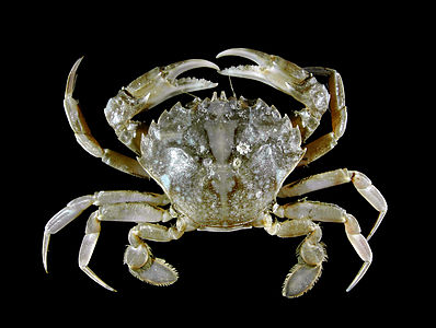 Liocarcinus vernalis WB.jpg