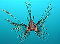 Pterois volitans.