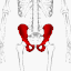 Hip bone animation3.gif