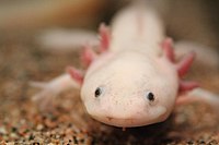 Ambystoma mexicanum (6337858006).jpg