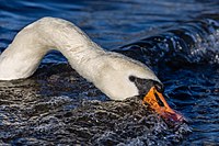 Mute swan (Cygnus olor) looking for food in waves, Windermere, England.jpg