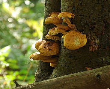 Pholiota squarrosa colony growing on a tree.