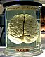 Chimp Brain in a jar.jpg