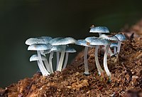 Mycena interrupta.jpg