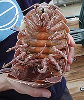 Giant isopod.jpg
