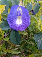 Asian pigeon wings.jpg
