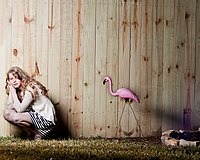 Flamingos (26294793).jpeg