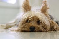 1Yorkshire-terrier-171701 640.jpg