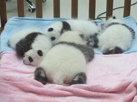 Baby Pandas.JPG