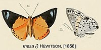 RhesaHewitson1858OD.jpg