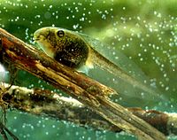 Laubfrosch Larve.jpg