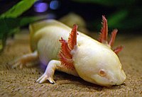 Ambystoma mexicanum 4.jpg