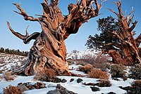 Gnarly Bristlecone Pine.jpg