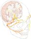 Cranial nerve VII.svg