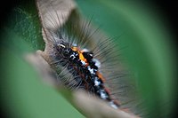 Włochata gąsienica.jpg