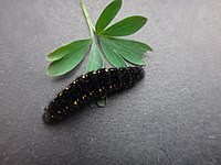 Driopa phoebus larvae.jpg