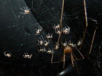 Pholcid and spiderlings.jpg