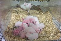 Neonatal rats huddle.jpg