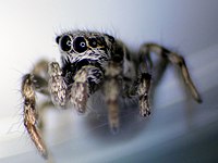 Jumping spiderling (dkrb).jpg