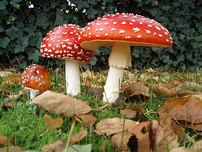 Amanita muscaria in three different stages of growth.
