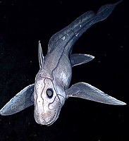Deep sea chimaera.jpg