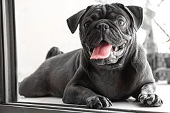 A Black Pug.JPG