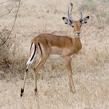An Impala
