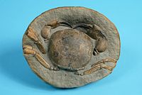 The Childrens Museum of Indianapolis - Miocene crab.jpg