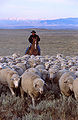 ARS sheep herding.jpg