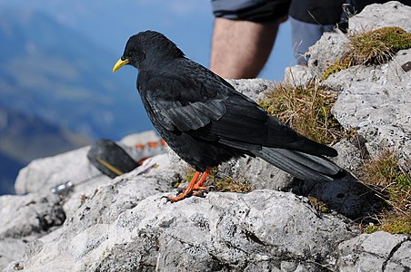 Pyrrhocorax graculus