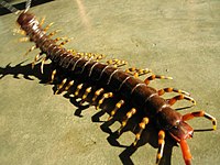 Scolopendra gigantea (1).jpg