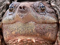 Chelydra serpentina-face.jpg