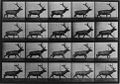 Muybridge elk running.jpg