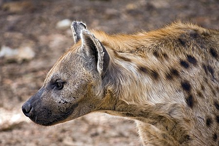 Spotted Hyena (Crocuta crocuta) in the Abuko National Reserve in The Gambia
