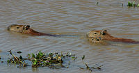2007 02 CapybaraFamily.jpg