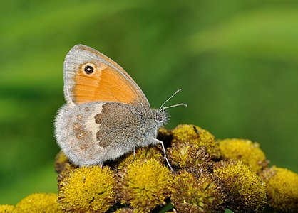 Small Heath on Tansy