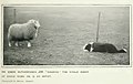 Working Border Collie circa 1907.jpg