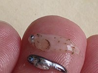 Fis01040 (27555000614).jpg