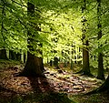 Buchenwald im Frühling