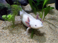 Axolotl-2193331 1280.webp
