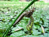 Emerging Dragonfly.jpg