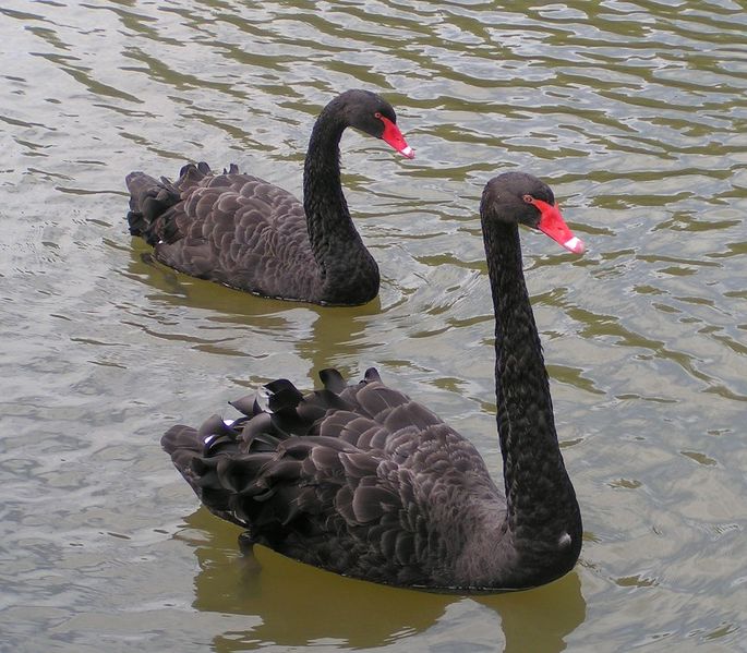 Datei:Black Swans.jpg