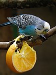 Blauer Wellensittich Futter Orange 2013 Leintalzoo.JPG