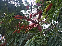 Flesh coloured leaf.jpg