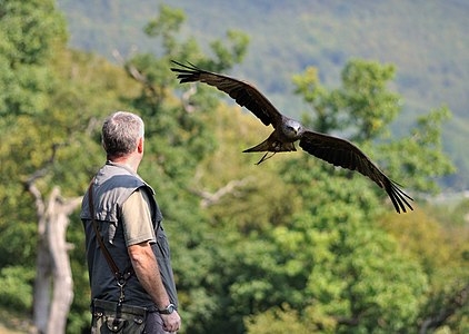 Black Kite with falconer